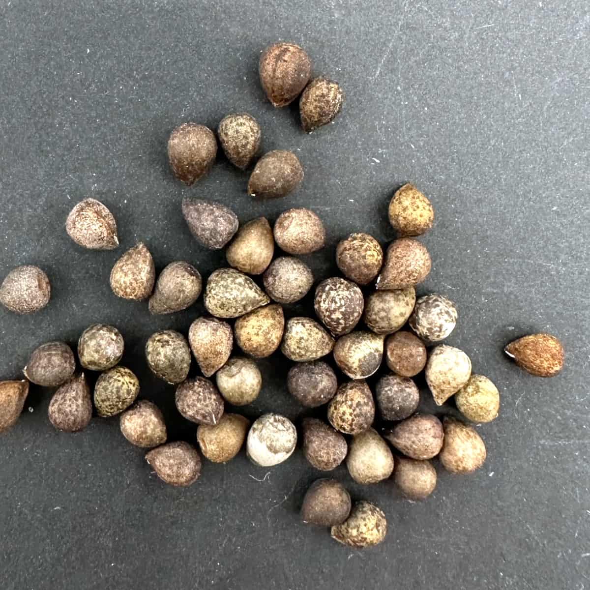 Euphorbia bupleurifolia / ユーフォルビア・ブプレウリフォリア 鉄甲丸 [栽培採種]