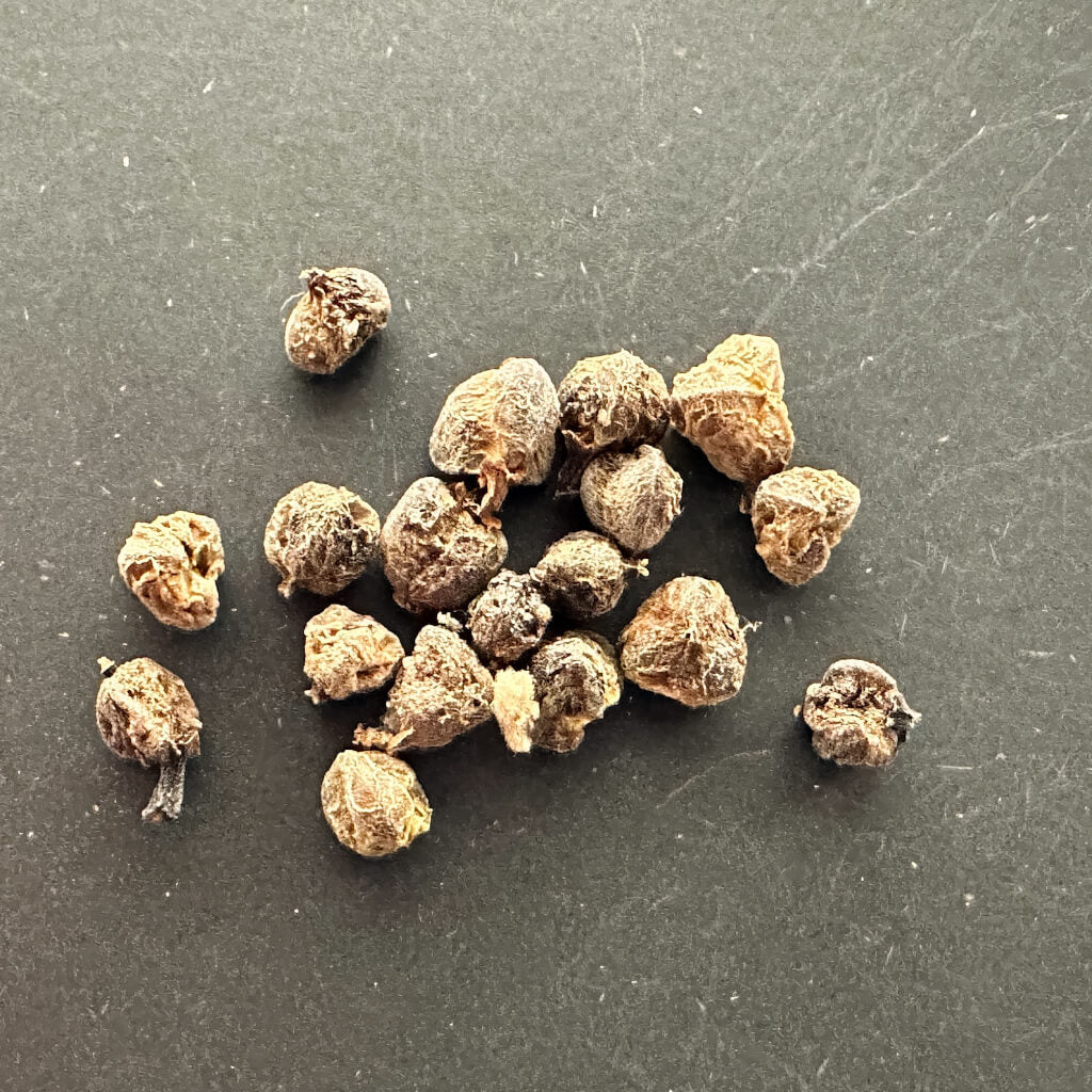 【種】ユーフォルビア・カンデラブルム / Euphorbia candelabrum