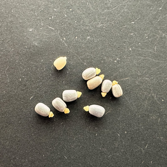 Euphorbia characias / ユーフォルビア・カラキアス