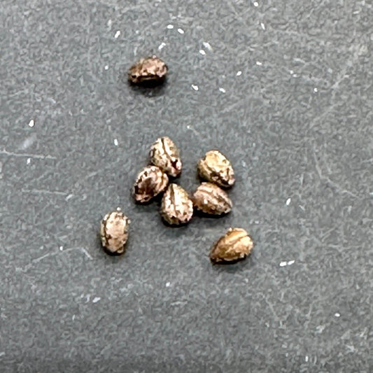 Euphorbia clandestina / ユーフォルビア・クランデスティナ 逆鱗竜