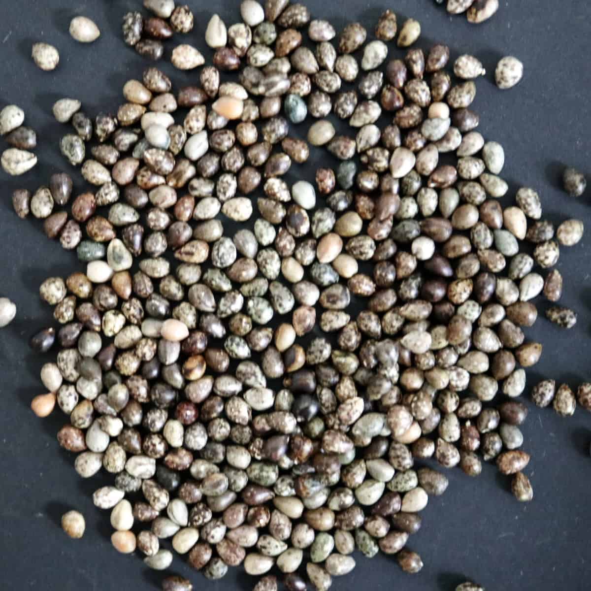 Euphorbia enopla / ユーフォルビア・エノプラ 紅彩閣