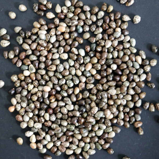 Euphorbia enopla / ユーフォルビア・エノプラ 紅彩閣