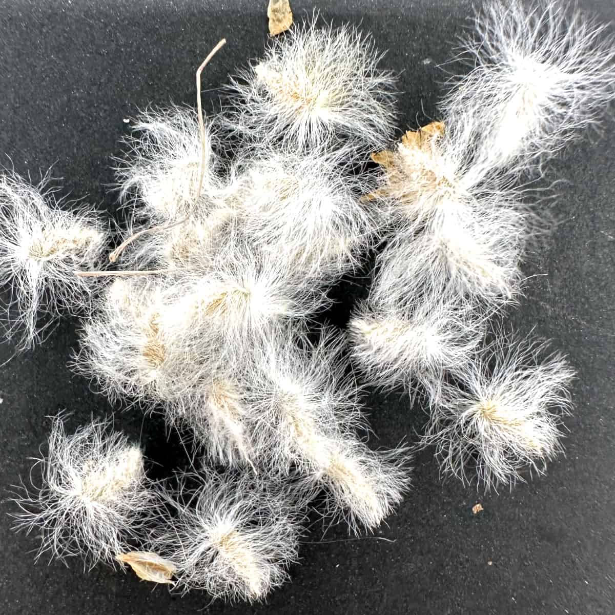 【種】エリオスペルマム・エリナム / Eriospermum erinum