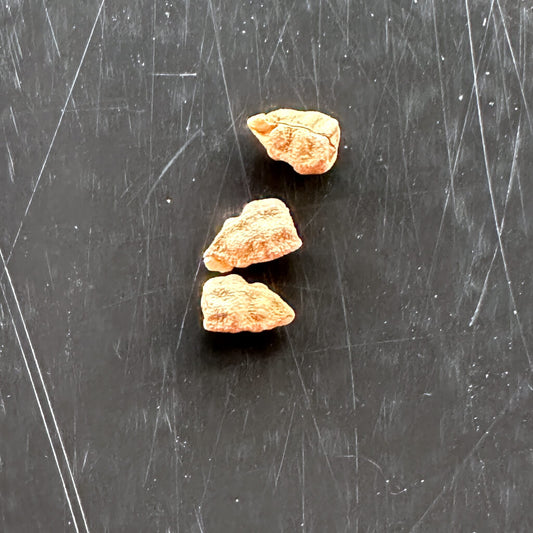 Euphorbia etuberculosa / ユーフォルビア・エチュベルクローサ [栽培採種]