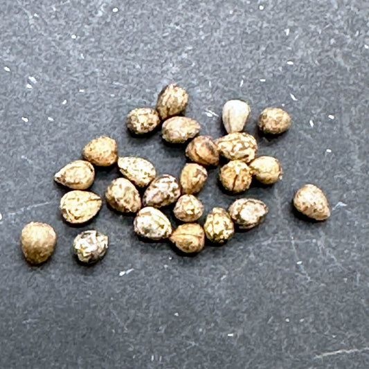 Euphorbia ferox / ユーフォルビア・フェロックス