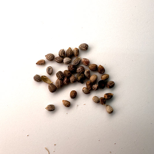 Euphorbia fishbone / ユーフォルビア・フィッシュボーン [野生採種]