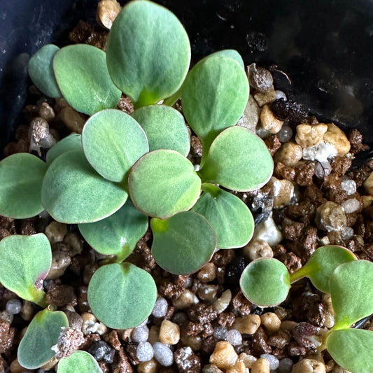 Euphorbia fishbone / ユーフォルビア・フィッシュボーン [野生採種]