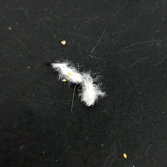 Eriospermum folioliferum / エリオスペルマム・フォリオリフェルム