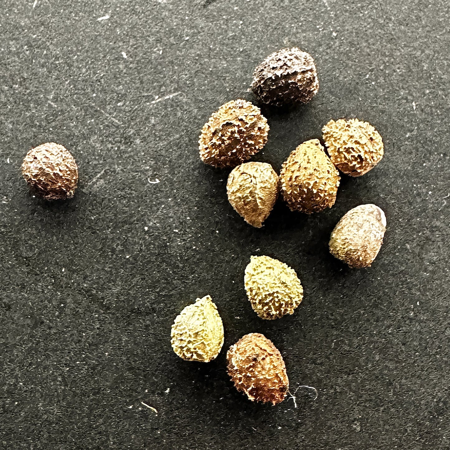 【種】ユーフォルビア・ゴルゴニス[栽培採種]/Euphorbia gorgonis