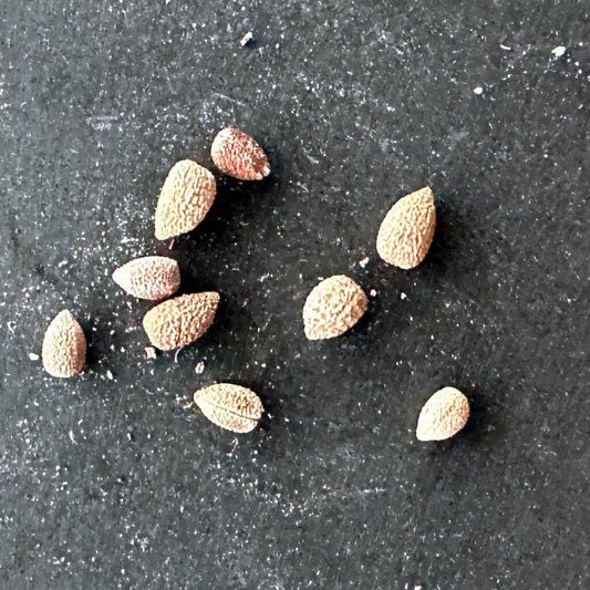 Euphorbia gottlebei / ユーフォルビア・ゴットレベイ [現地採種]