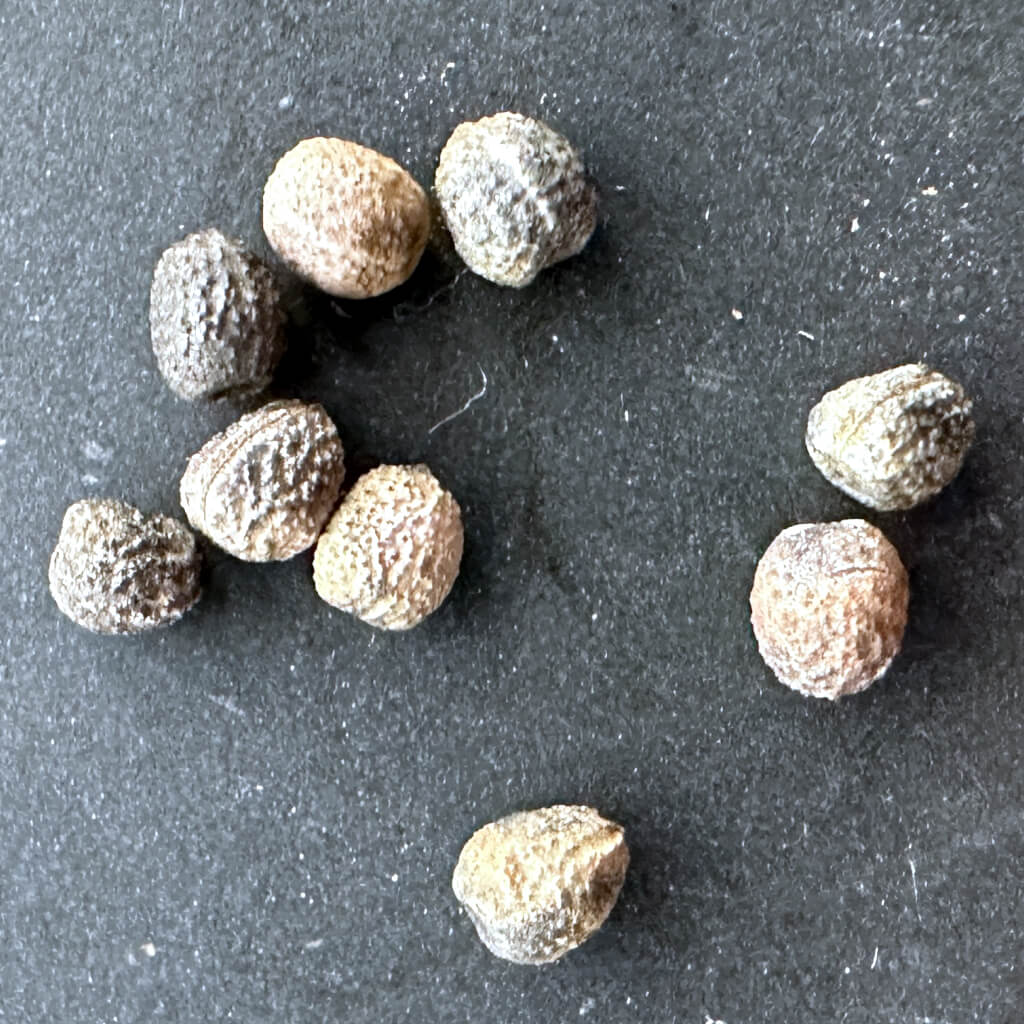 Euphorbia guillauminiana / ユーフォルビア・ギラウミニアナ [栽培採種]