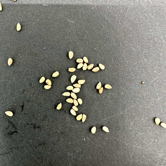 【種】ユーフォルビア・ギムノカリキオイデス / Euphorbia gymnocalycioides