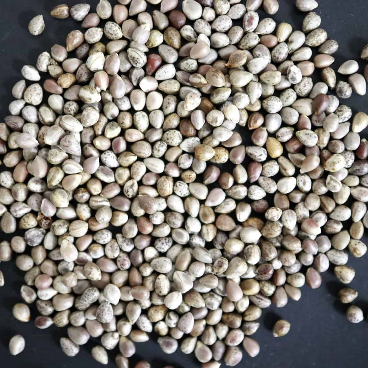 Euphorbia horrida / ユーフォルビア・ホリダ ノベルデンシス