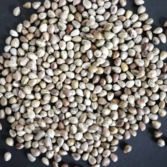 Euphorbia horrida / ユーフォルビア・ホリダ ノベルデンシス