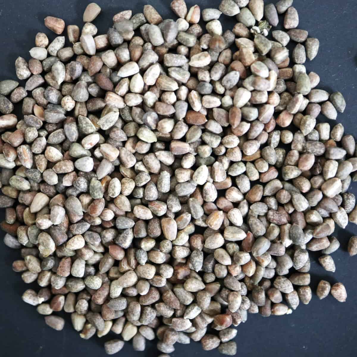 Euphorbia inermis / ユーフォルビア・イネルミス 九頭竜