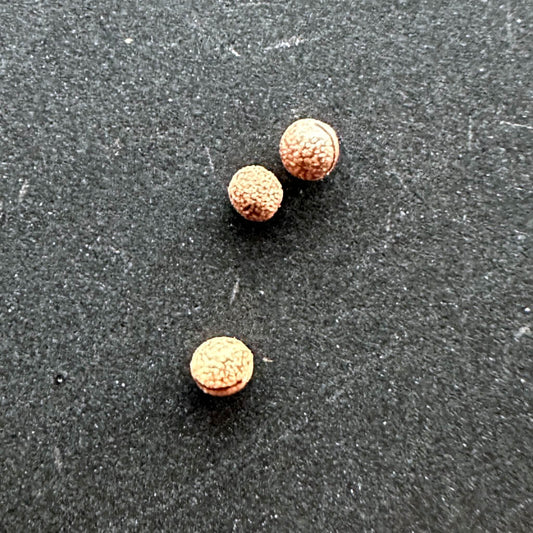 Euphorbia kalisana / ユーフォルビア・カリサナ [栽培採種]