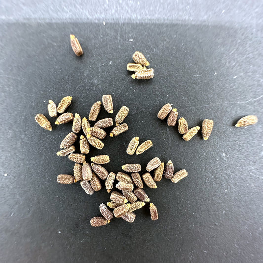 Euphorbia magnifica / ユーフォルビア・マグニフィカ