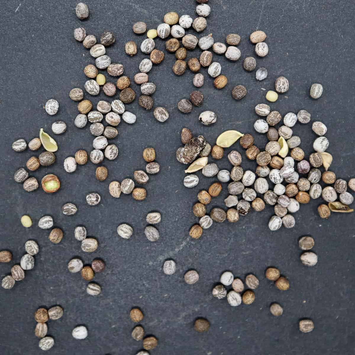 Euphorbia mahabobokensis / ユーフォルビア・マハボボケンシス [現地採種]