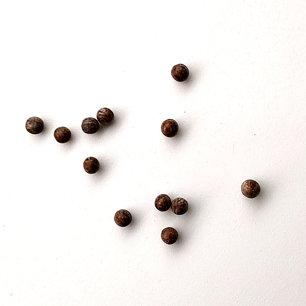 Euphorbia mlanjeana / ユーフォルビア・ムランジーナ [栽培採種]