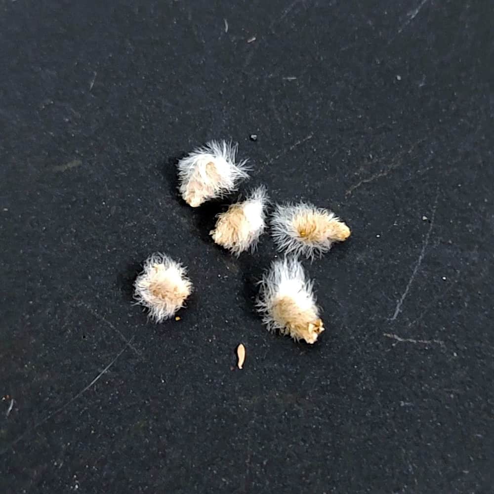 Eriospermum namaquensis / エリオスペルマム・ナマクエンセ