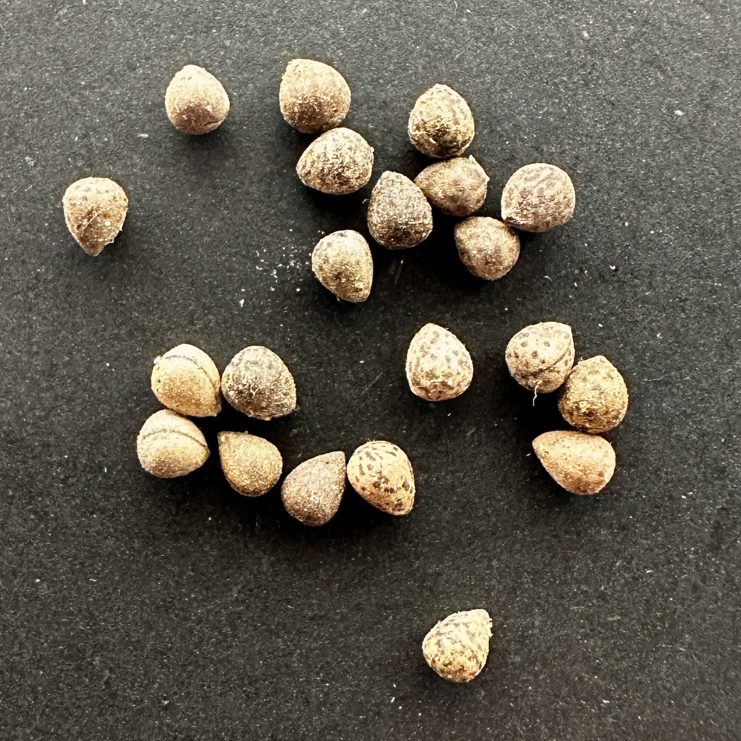 【種】ユーフォルビア・オベサ[栽培採種] / Euphorbia obesa