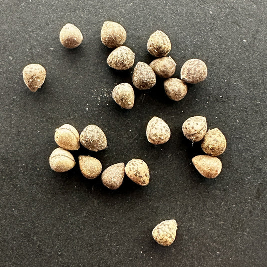 【種】ユーフォルビア・オベサ[栽培採種] / Euphorbia obesa