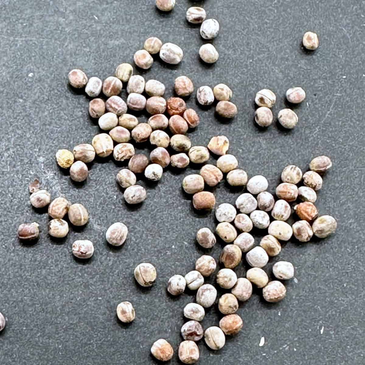 Euphorbia pachypodioides / ユーフォルビア・パキポディオイデス