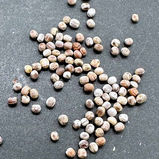 Euphorbia pachypodioides / ユーフォルビア・パキポディオイデス