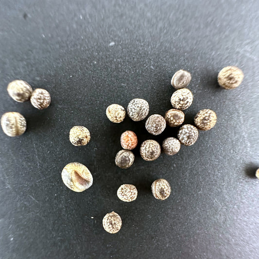 Euphorbia poissonii / ユーフォルビア・ポイソニー