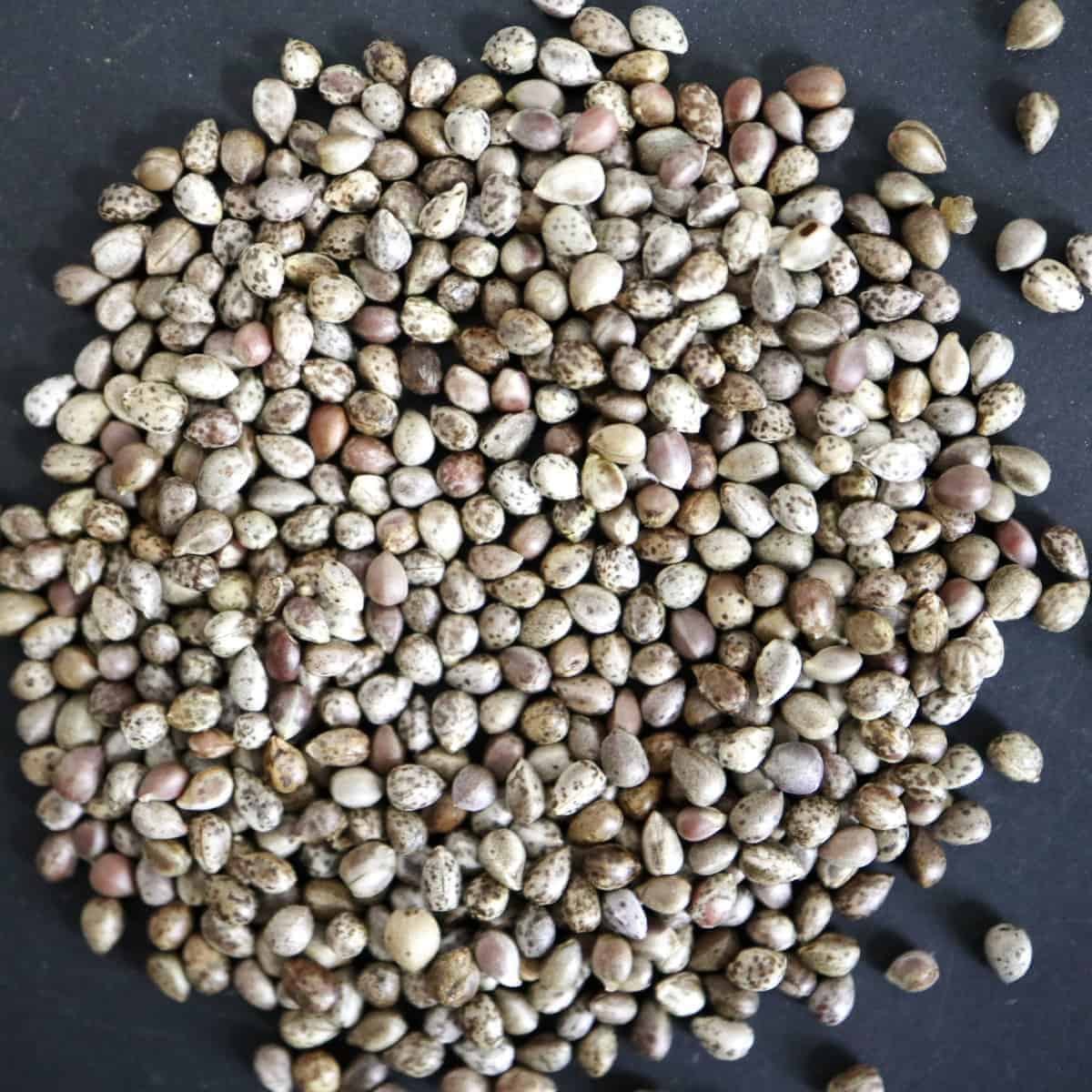 Euphorbia polygona / ユーフォルビア・ポリゴナ