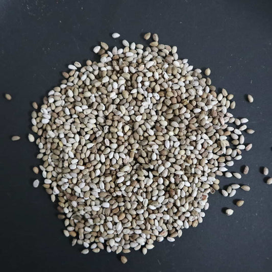 Euphorbia primulifolia / ユーフォルビア・プリムリフォリア