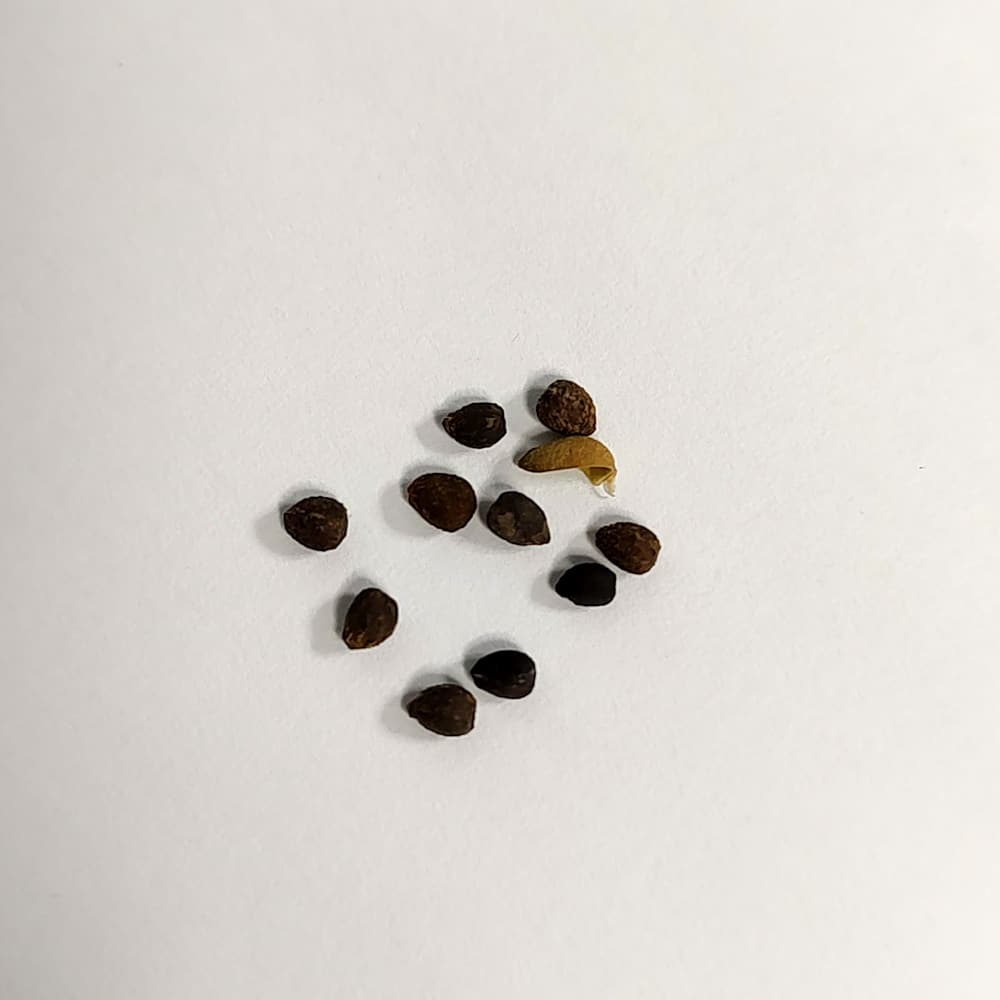 Euphorbia pugniformis / ユーフォルビア・プグニフォルミス 幡竜