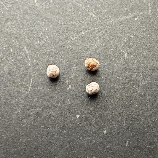 Euphorbia similiramea / ユーフォルビア・シミリラメア [栽培採種]