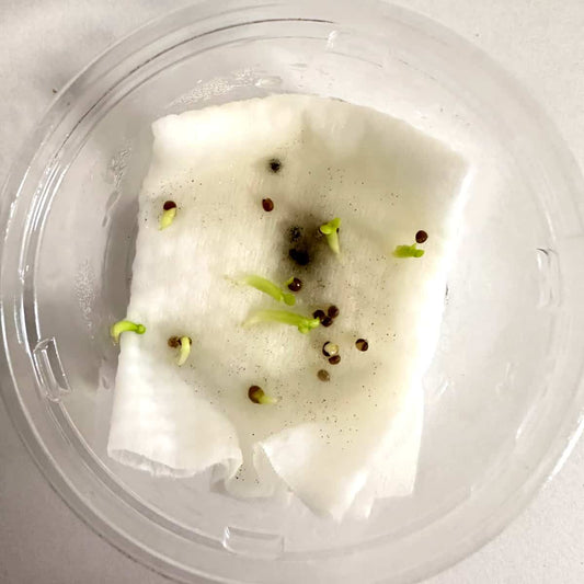 Euphorbia stellata / ユーフォルビア・ステラータ 飛竜