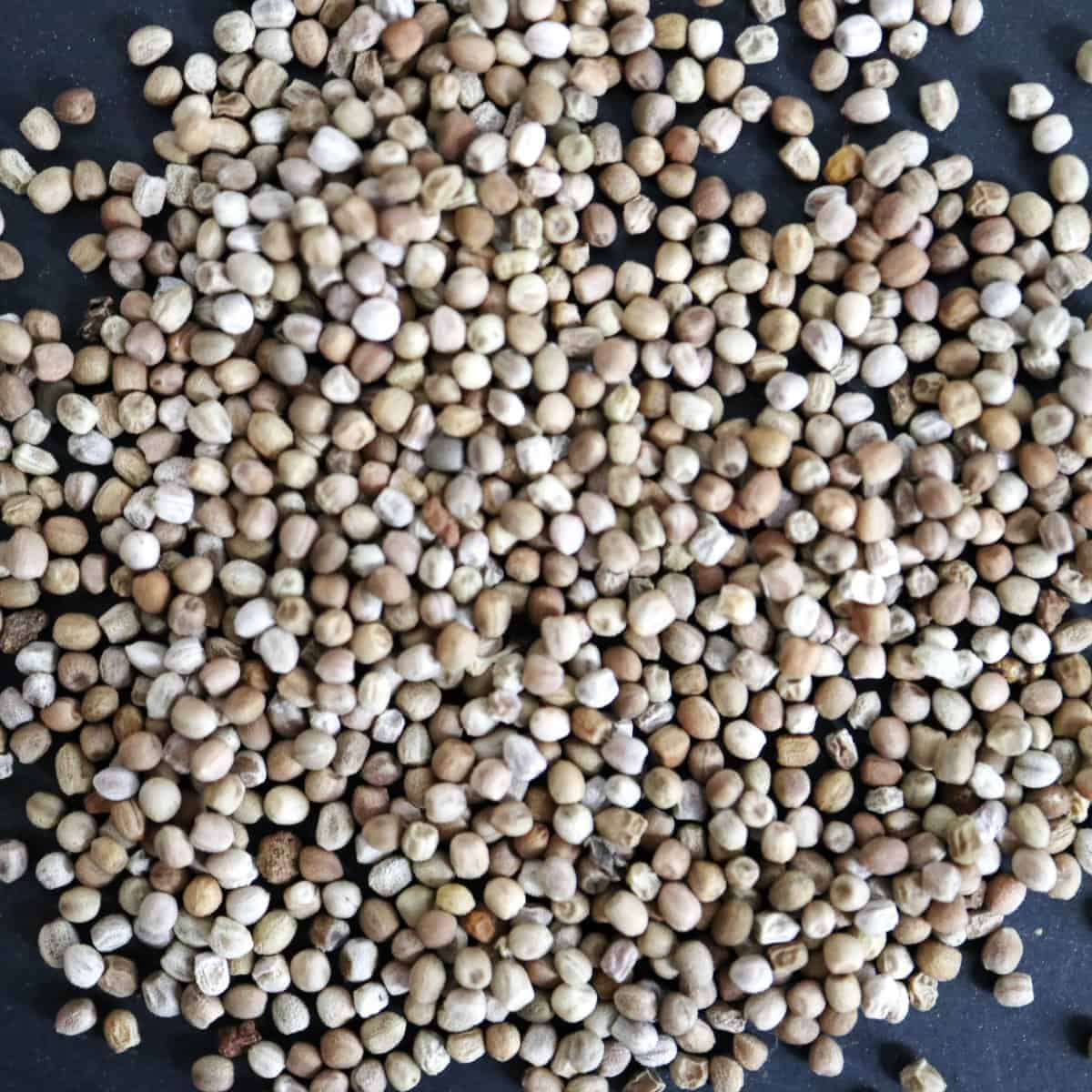 Euphorbia stellata / ユーフォルビア・ステラータ 飛竜