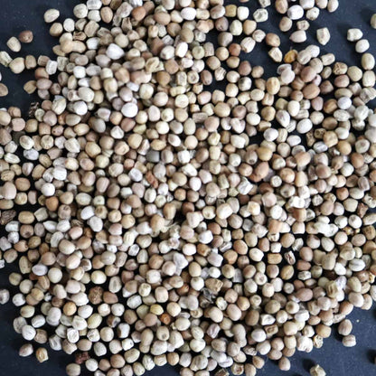 Euphorbia stellata / ユーフォルビア・ステラータ 飛竜