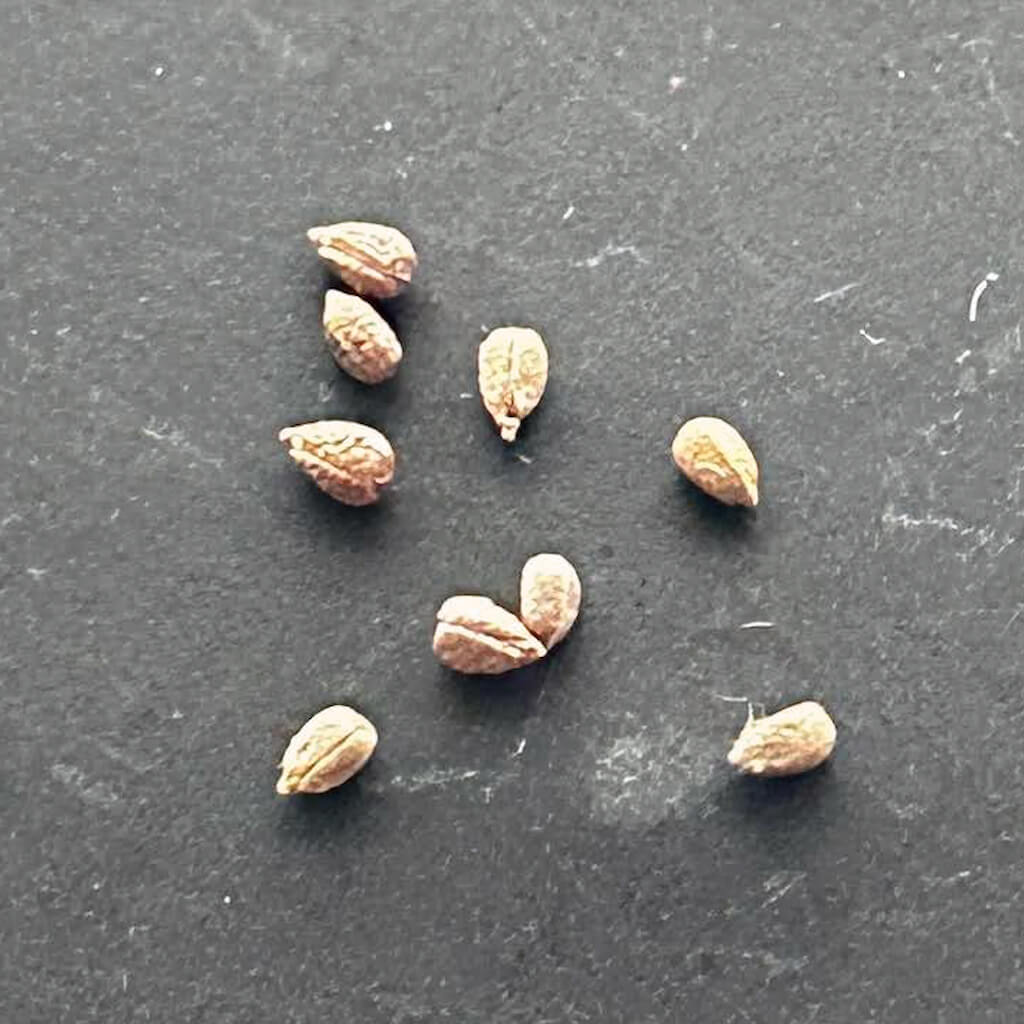 【種】ユーフォルビア・スポパーダ[栽培採種]/Euphorbia subapoda