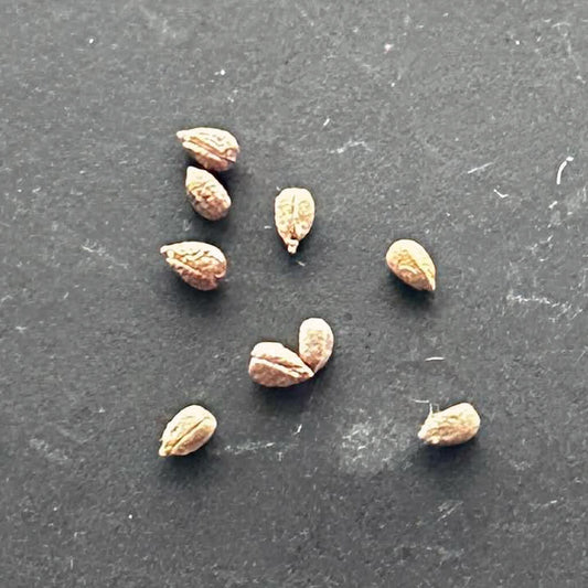 【種】ユーフォルビア・スポパーダ[栽培採種]/Euphorbia subapoda