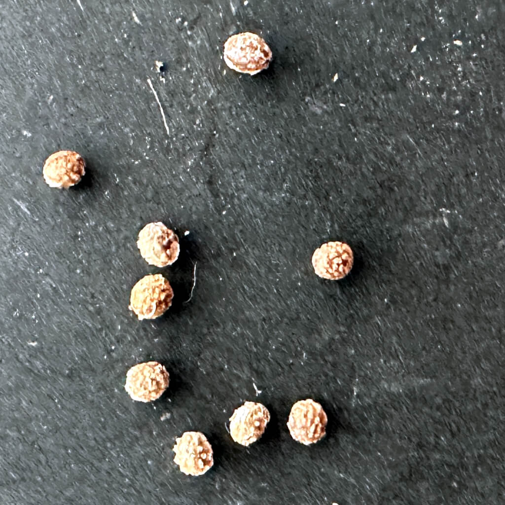 【種】ユーフォルビア・テヌイスピノーサ [栽培採種] / Euphorbia tenuispinosa