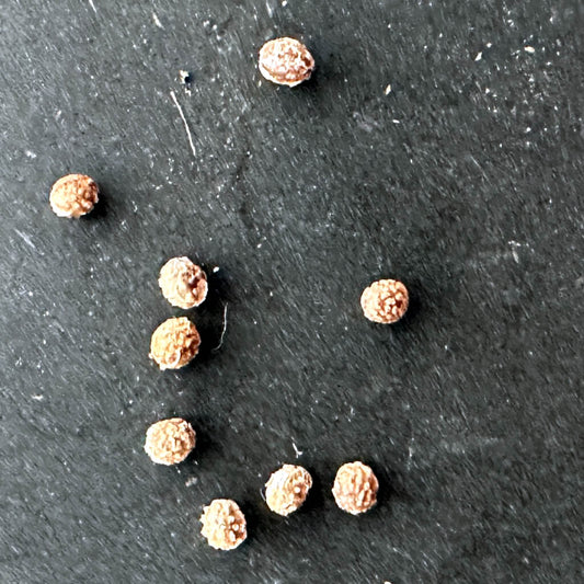 Euphorbia tenuispinosa / ユーフォルビア・テヌイスピノーサ [栽培採種]