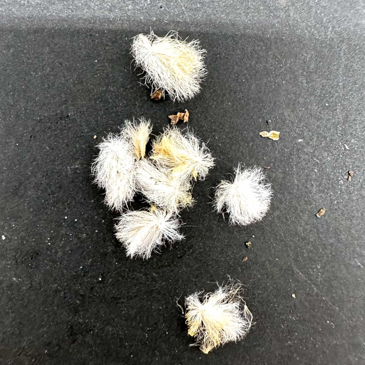 【種】エリオスペルマム・チタノプソイデス / Eriospermum titanopsoides