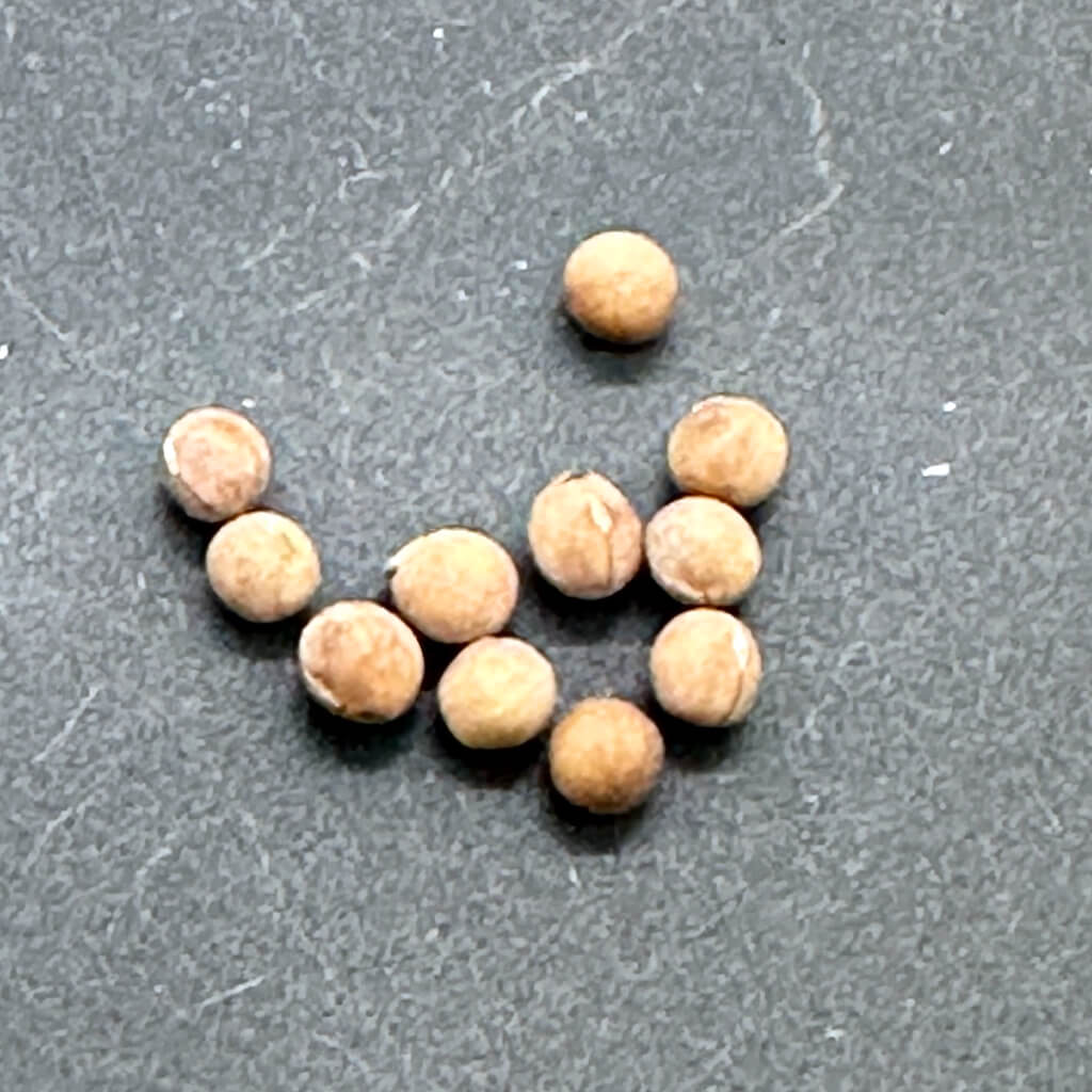 Euphorbia venenata / ユーフォルビア・ベネナータ