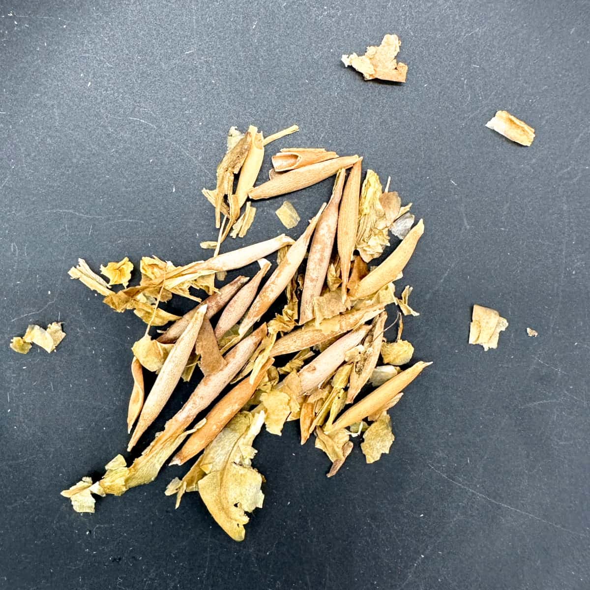 Gerrardanthus macrorhizus / ゲラルダンサス・マクロリサス 眠り布袋