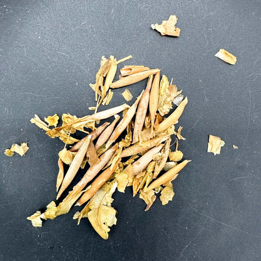 Gerrardanthus macrorhizus / ゲラルダンサス・マクロリサス 眠り布袋