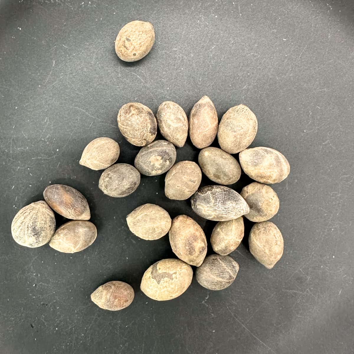 Hyophorbe lagenicaulis / ヒオフォルベ・ラゲニカウリス トックリヤシ