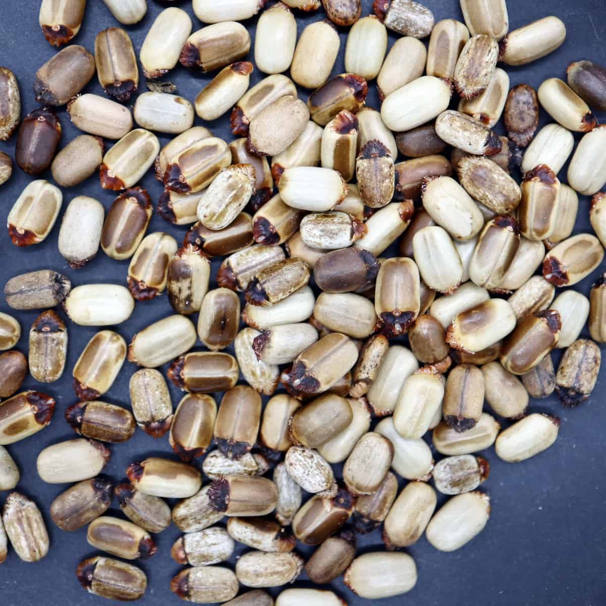 Jatropha ellenbeckii / ヤトロファ・エレンベッキー