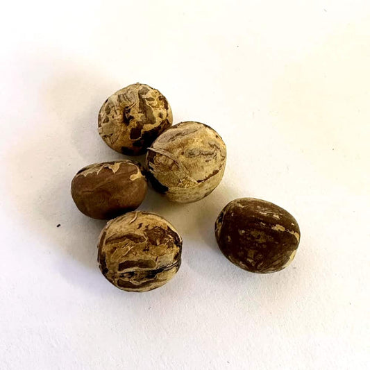 Jatropha multifida / ヤトロファ・ムルチフィダ 珊瑚油桐