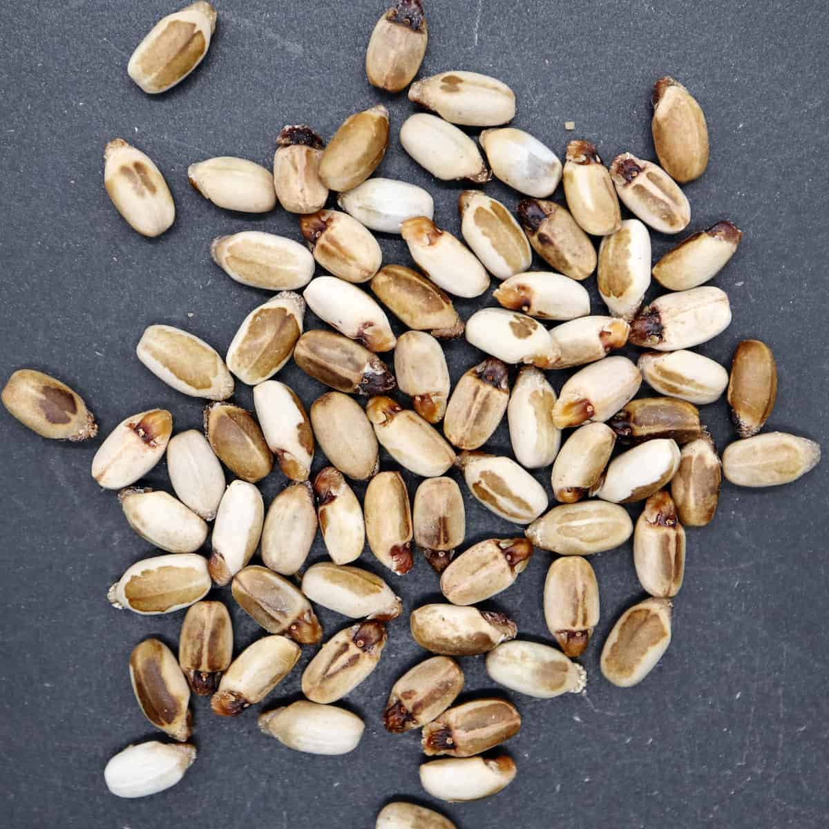 Jatropha paradoxa / ヤトロファ・パラドクサ [栽培採種]