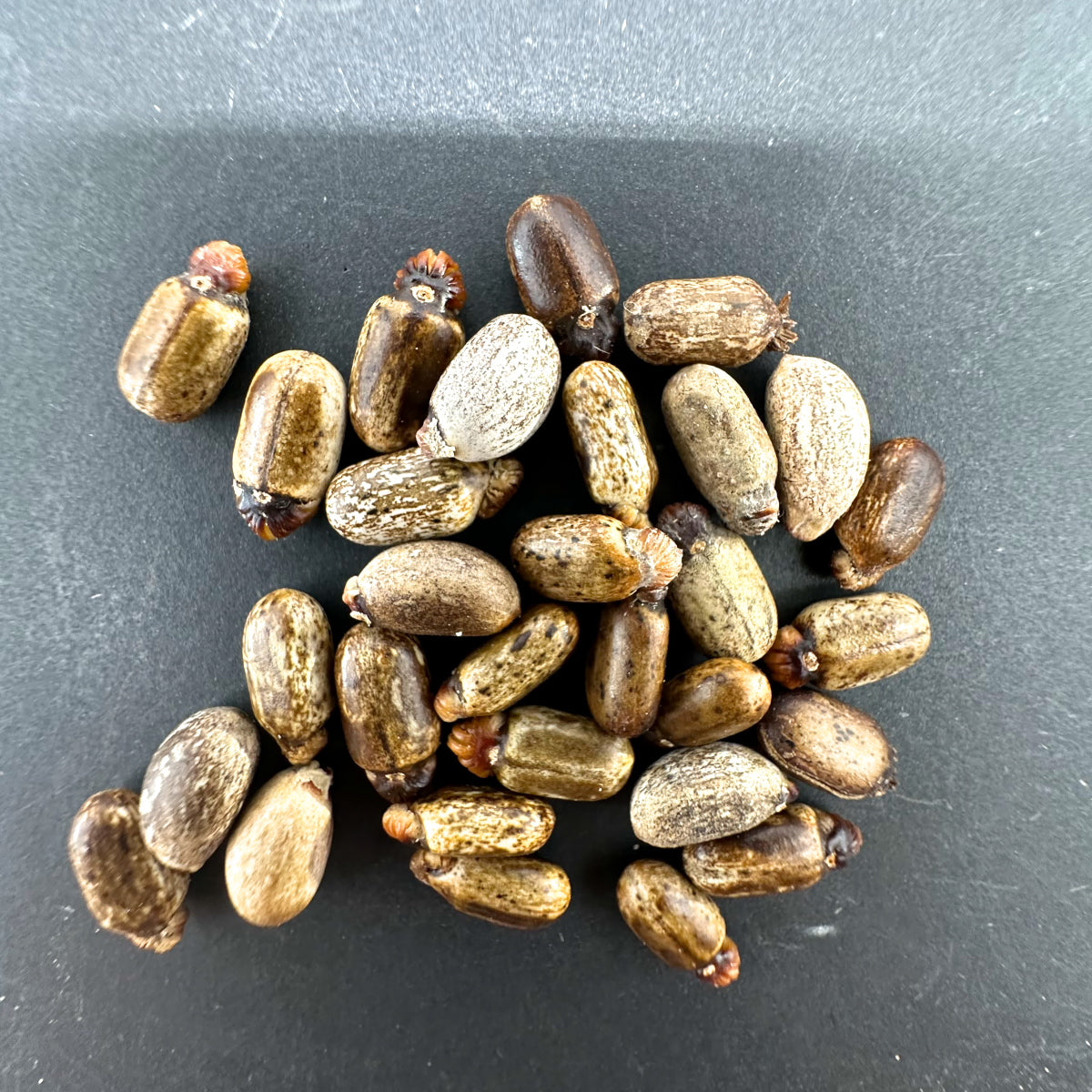 Jatropha spicata / ヤトロファ・スピカータ