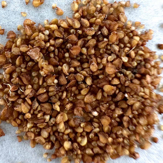 Lithops mix / リトープス ミックス [栽培採種]